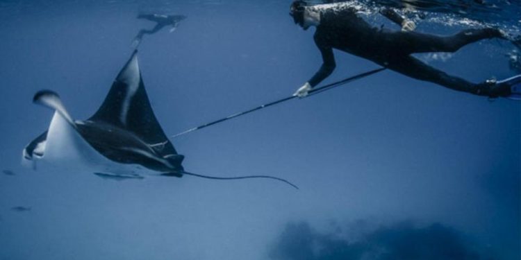 Kırmızı liste güncellendi: Köpek balığı ve vatoz nesli tükenme tehlikesi ile karşı karşıya
