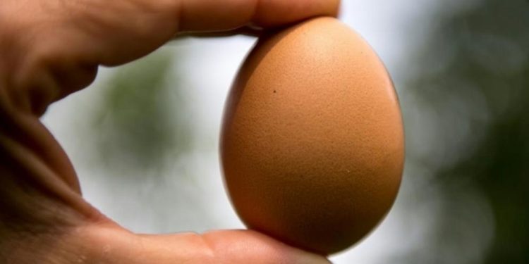 Bilim insanları yumurta formunun gizemli matematiksel denklemini çözdü