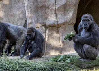 ABD'de hayvanlara özel Koronavirüs aşısı