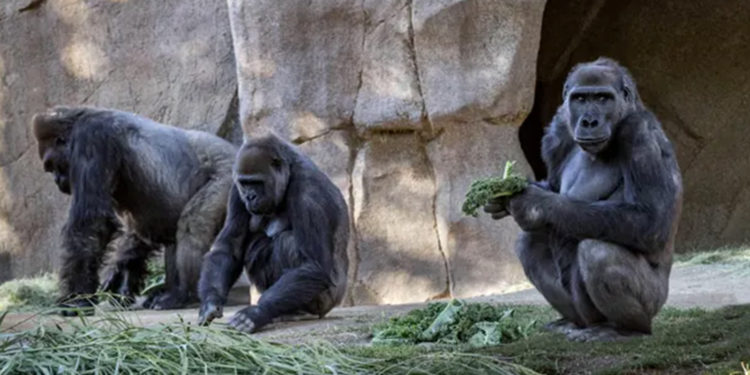 ABD'de hayvanlara özel Koronavirüs aşısı