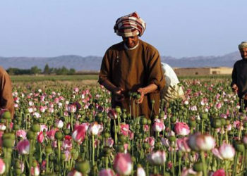 Afganistan: Esrar fiyatları Taliban'ın yönetime gelmesiyle üçe katlandı