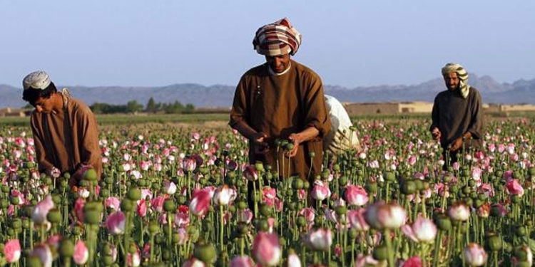 Afganistan: Esrar fiyatları Taliban'ın yönetime gelmesiyle üçe katlandı