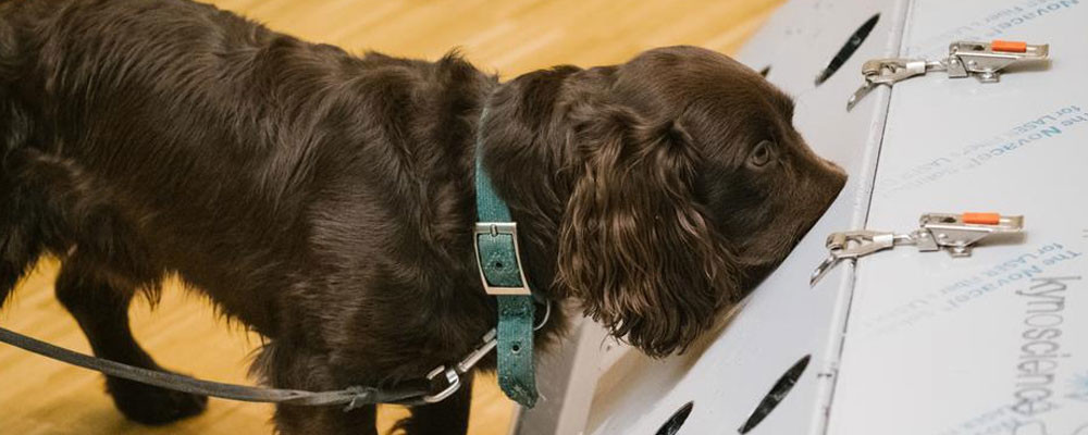 Almanya'da köpekler korona testi yapacak