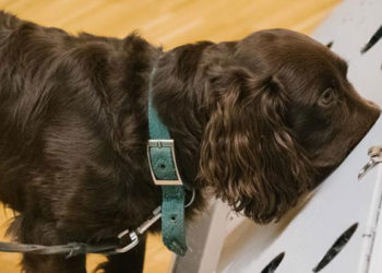 Almanya'da köpekler korona testi yapacak