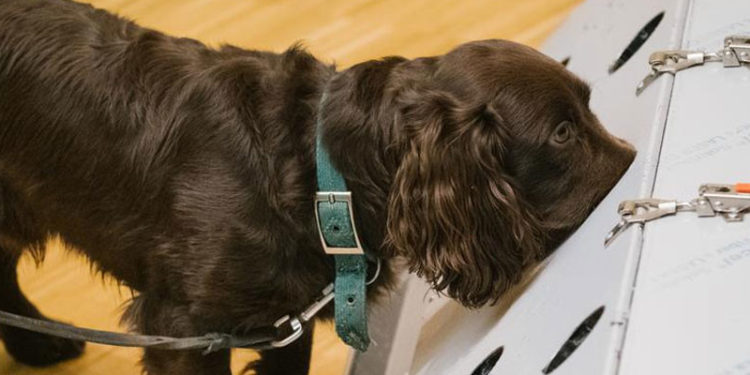 Almanya'da köpekler korona testi yapacak
