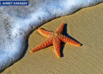 Bir tatil beldesindeki sohbet ve ‘ehl-i necat’ tuzağı