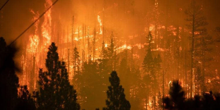 Caldor Yangını: California'da on binlerce kişi tahliye edildi