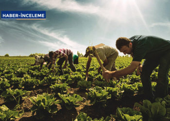 Devletin unuttuğu çiftçiler, elektrik borçlarını ödeyemez hale geldi