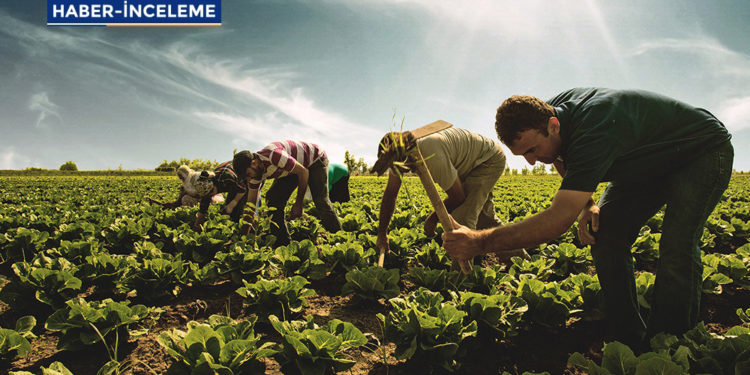Devletin unuttuğu çiftçiler, elektrik borçlarını ödeyemez hale geldi