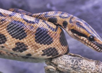 Dinozorları yok eden göktaşının, yılanların kaderini belirlediği değerlendiriliyor