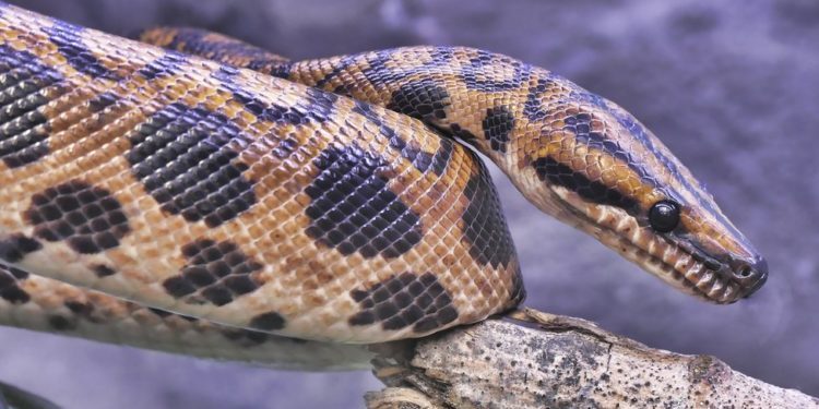 Dinozorları yok eden göktaşının, yılanların kaderini belirlediği değerlendiriliyor