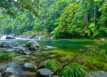 D&uuml;nyanın en eski tropik yağmur ormanı yerli sahiplerine iade edildi
