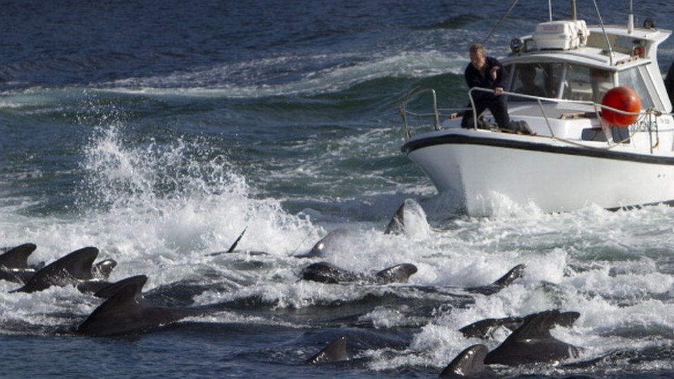 Faroe Adaları'nda 1400'den fazla yunusun sahilde bıçaklanarak öldürülmesi tepki topluyor