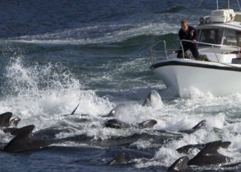 Faroe Adaları'nda 1400'den fazla yunusun sahilde bıçaklanarak öldürülmesi tepki topluyor
