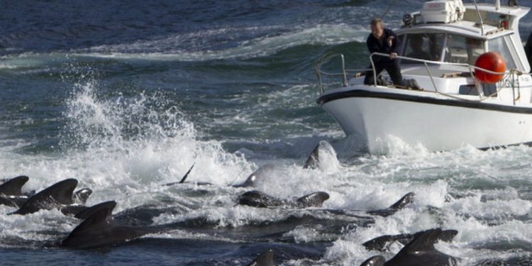 Faroe Adaları'nda 1400'den fazla yunusun sahilde bıçaklanarak öldürülmesi tepki topluyor
