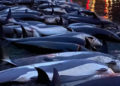 Faroe Adaları'ndaki av festivalinde rekor sayıda yunus öldürüldü