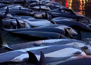 Faroe Adaları'ndaki av festivalinde rekor sayıda yunus öldürüldü