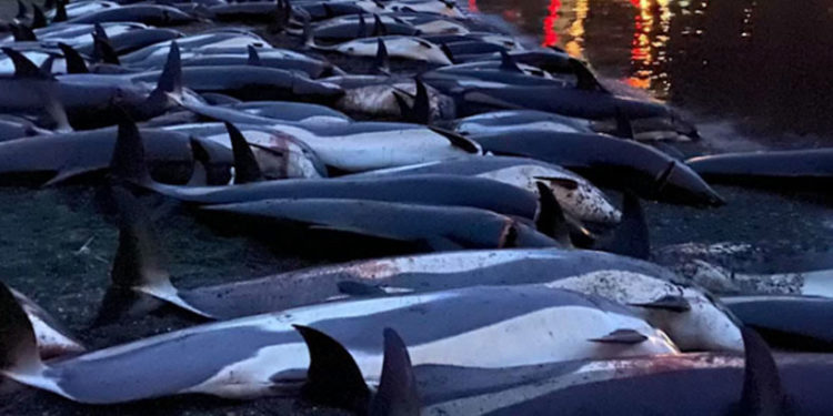 Faroe Adaları'ndaki av festivalinde rekor sayıda yunus öldürüldü