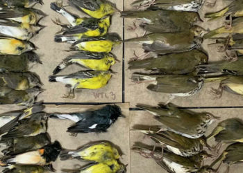 Göç etmek isteyen yüzlerce kuş New York gökdelenlerine çarparak öldü