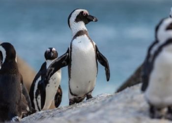 Güney Afrika'da arılar, nesli tükenmekte olan 63 pengueni öldürdü