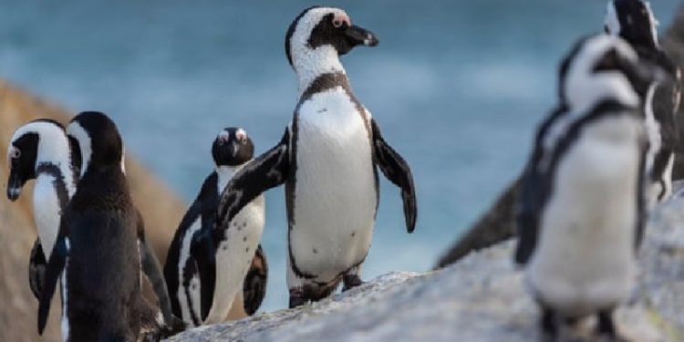 Güney Afrika'da arılar, nesli tükenmekte olan 63 pengueni öldürdü