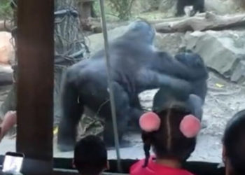 Hayvanat bahçesinde goriller oral seks yaptı, aileler çocuklarının gözlerini kapattı!