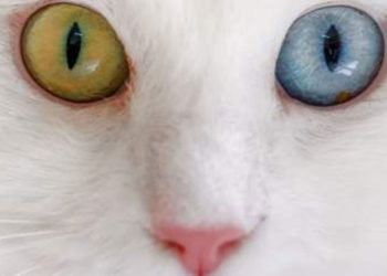 Helsinki Üniversitesi'nin araştırmasına tepki: 'Van kedisi dünyada en saldırgan kedi' unvanını kabul etmiyoruz