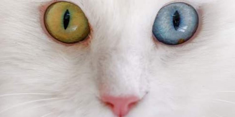 Helsinki Üniversitesi'nin araştırmasına tepki: 'Van kedisi dünyada en saldırgan kedi' unvanını kabul etmiyoruz