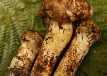 Kilosu 920 bin TL olan mantarın 3 tanesi 65 bin liraya alıcı buldu!