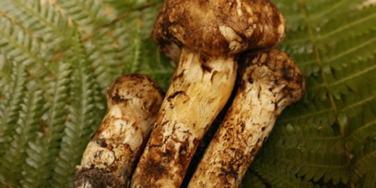 Kilosu 920 bin TL olan mantarın 3 tanesi 65 bin liraya alıcı buldu!