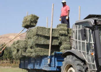Kuraklıktan kaynaklı Edremit’te besiciler hayvanlarını satıyor