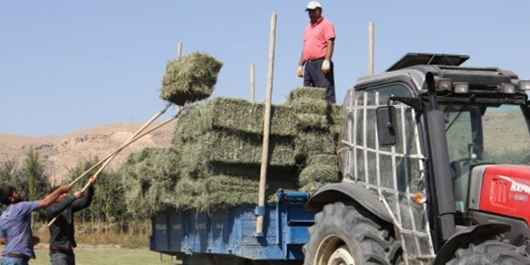 Kuraklıktan kaynaklı Edremit’te besiciler hayvanlarını satıyor