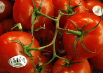 Rusya'ya Türkiye'den giden domateslerde virüs bulundu