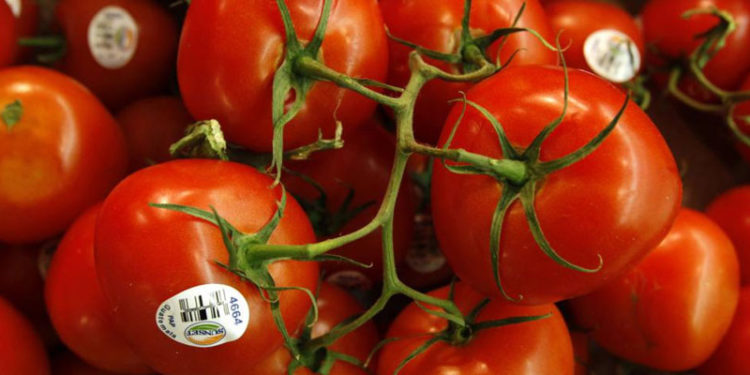 Rusya'ya Türkiye'den giden domateslerde virüs bulundu