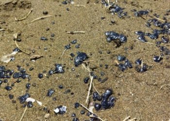 Samandağ'da sahile petrol atığı vurdu, belediye uyardı: Denize girmeyin