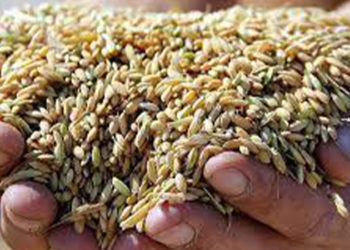 TMO çeltik alımlarına başlıyor