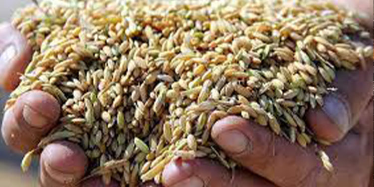 TMO çeltik alımlarına başlıyor