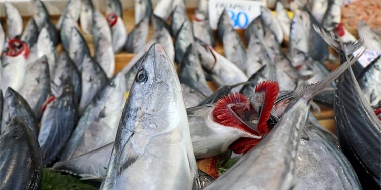 Uzmanlar uyardı: Esmer etli balıklara dikkat