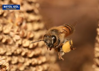 Yangınların gündeme getirdiği arının küçük kafası …