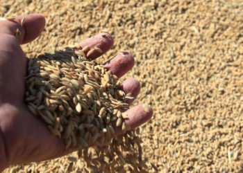 Çeltik üreticileri alım fiyatlarına tepkili: Girdilerimiz yüzde 150 arttı; fakat fiyatlar geçen seneyle aynı