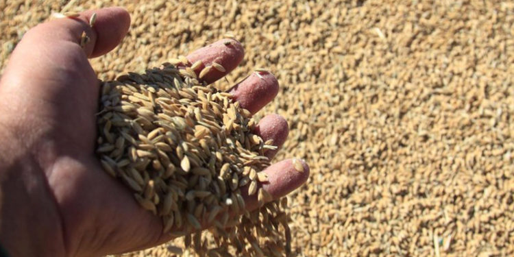 Çeltik üreticileri alım fiyatlarına tepkili: Girdilerimiz yüzde 150 arttı; fakat fiyatlar geçen seneyle aynı