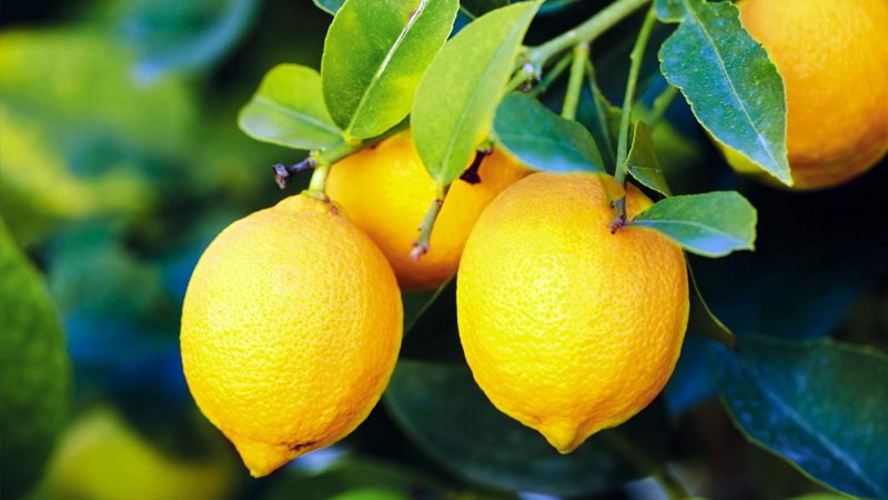 Üreticiden limon tepkisi: Tarlada 1 TL olan ürün, Tarım Kredi marketinde 5,9 lira