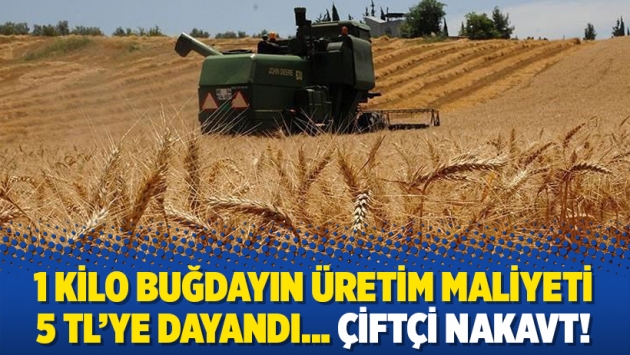 1 kilo buğdayın üretim maliyeti 5 TL’ye dayandı… Çiftçi nakavt!