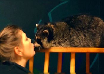 Stres ve depresyona karşı ‘rakun terapisi’