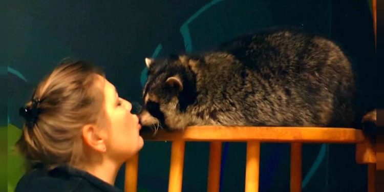 Stres ve depresyona karşı ‘rakun terapisi’