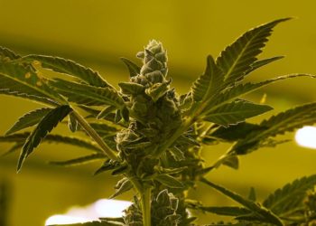 Lüksemburg’da evde kenevir yetiştiriciliği ve kullanımını yasal hale geliyor