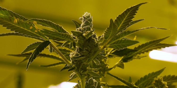 Lüksemburg’da evde kenevir yetiştiriciliği ve kullanımını yasal hale geliyor