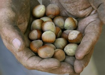 Türkiye’de fındık üreticileri ve işçileri, İtalyan çikolata devi Ferrero’ya tepkili