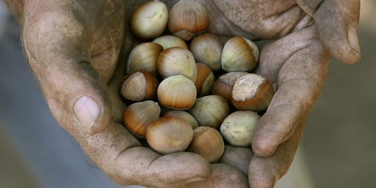 Türkiye’de fındık üreticileri ve işçileri, İtalyan çikolata devi Ferrero’ya tepkili