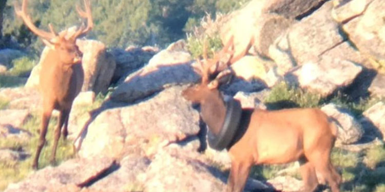 ABD'de 2 yıldır boynunda lastikle dolaşan geyik kurtarıldı